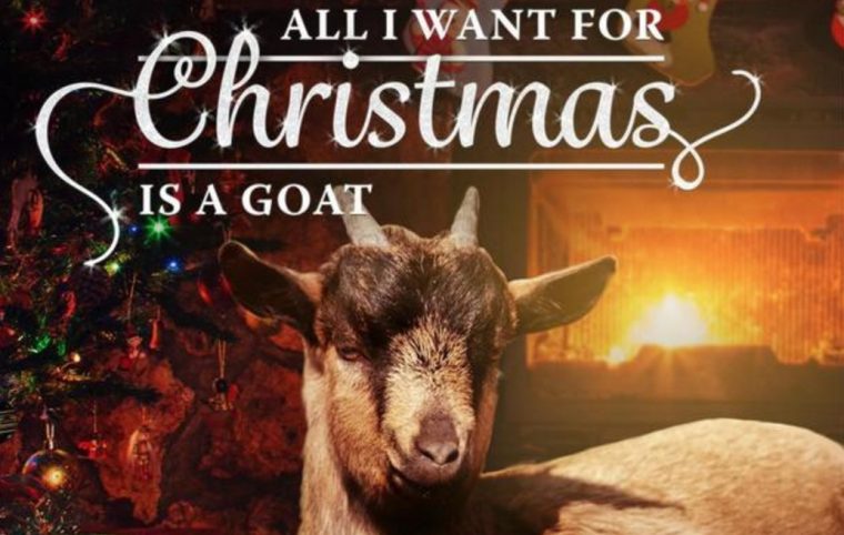 Einzigartiger Spendenaufruf: Mit weihnachtlichem Ziegengesang gegen Armut