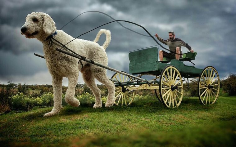 Ganz große Hundeliebe: Fotograf setzte seinen Hund gigantisch in Szene