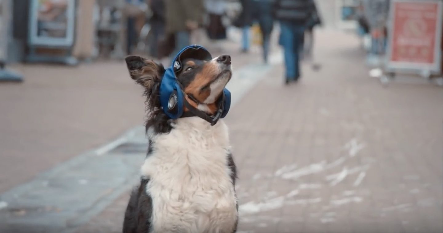Neue VW-Kampagne: Der „Connected Dog“ ist das Haustier der Zukunft