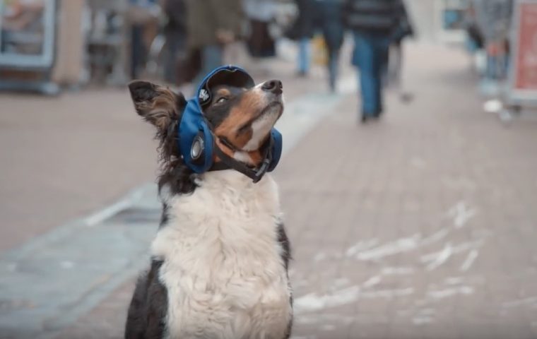 Neue VW-Kampagne: Der „Connected Dog“ ist das Haustier der Zukunft