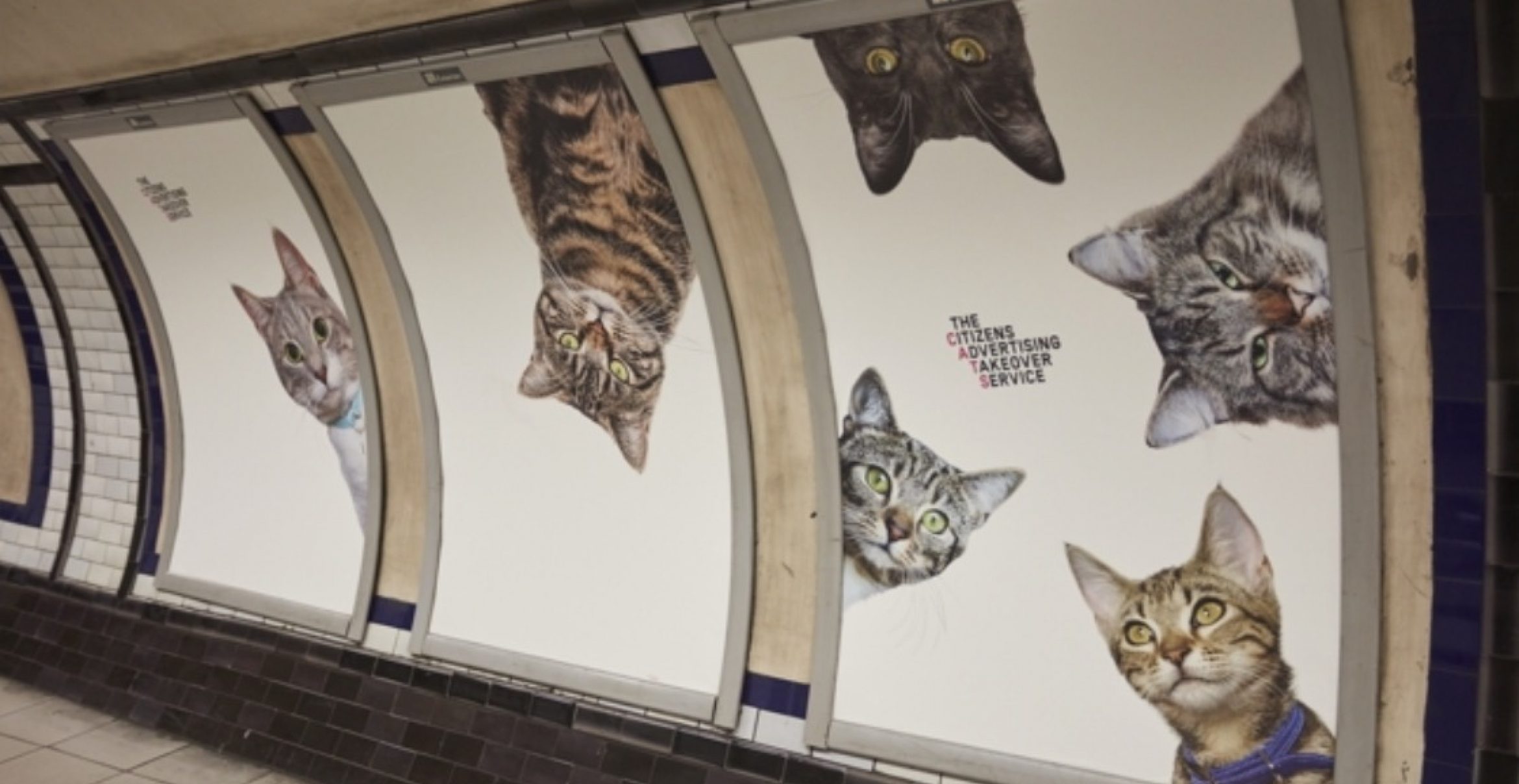 In dieser U-Bahnstation hängen keine Werbeplakate, sondern Katzenbilder