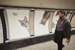 Cat Content