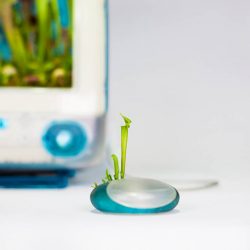 Monsieur Plant