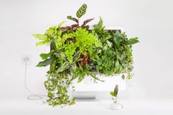 Monsieur Plant