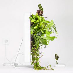 Monsieur Plant