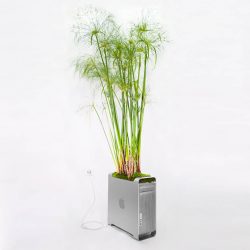 Monsieur Plant