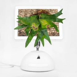 Monsieur Plant