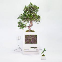 Monsieur Plant