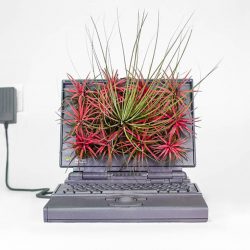 Monsieur Plant