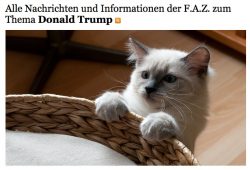 Make America Kittens Again