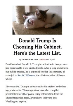 Make America Kittens Again