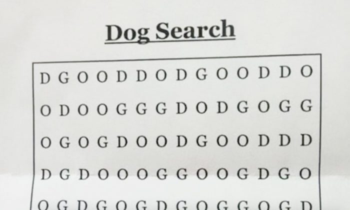 Rätsel zum Wochenende – findest du das Wort “DOG“ im Bild?