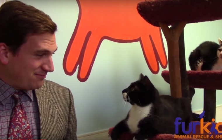 Dieses Tierheim produziert ein selbstgedrehtes Werbevideo – und geht damit viral