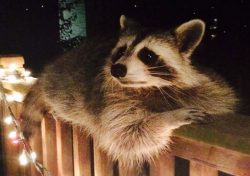 Waschbär