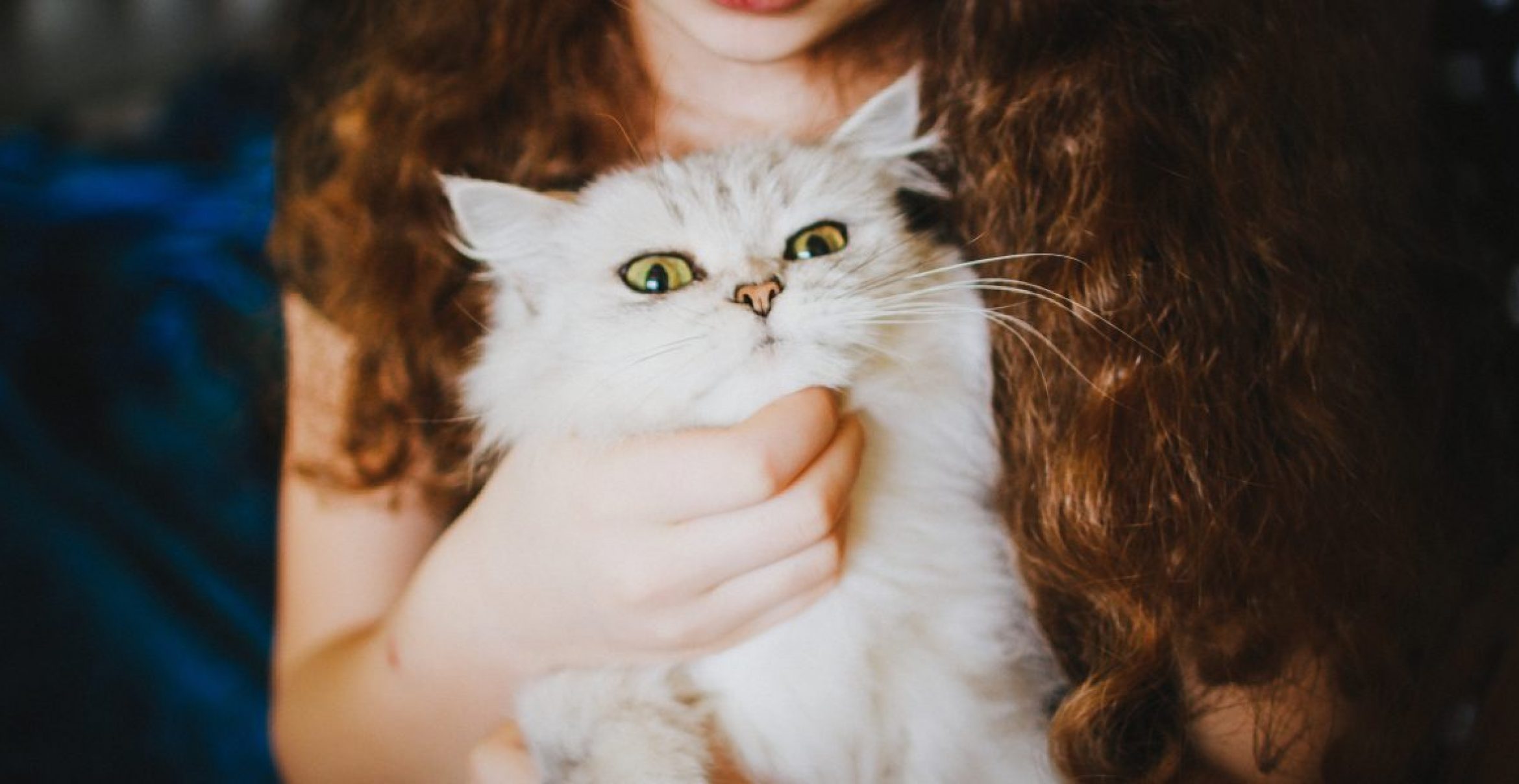 “Cat Cuddler needed“: Bei diesem Job kuschelst du den ganzen Tag mit Katzen und verdienst dabei Geld