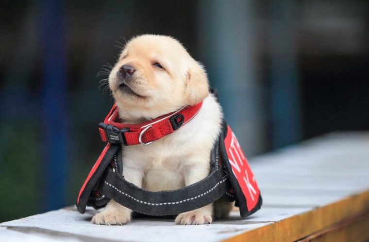 Police Puppies: Diese Welpen sind die wohl süßesten Polizei-Rekruten der Welt