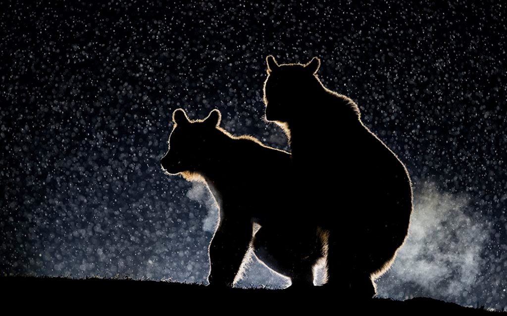 Gewinner:innen des Comedy Wildlife Photography Awards: Die lustigsten Tierfotos des Jahres