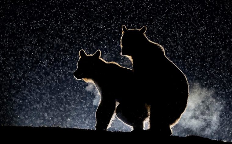 Gewinner:innen des Comedy Wildlife Photography Awards: Die lustigsten Tierfotos des Jahres