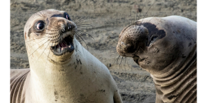 comedy wildlife photography awards