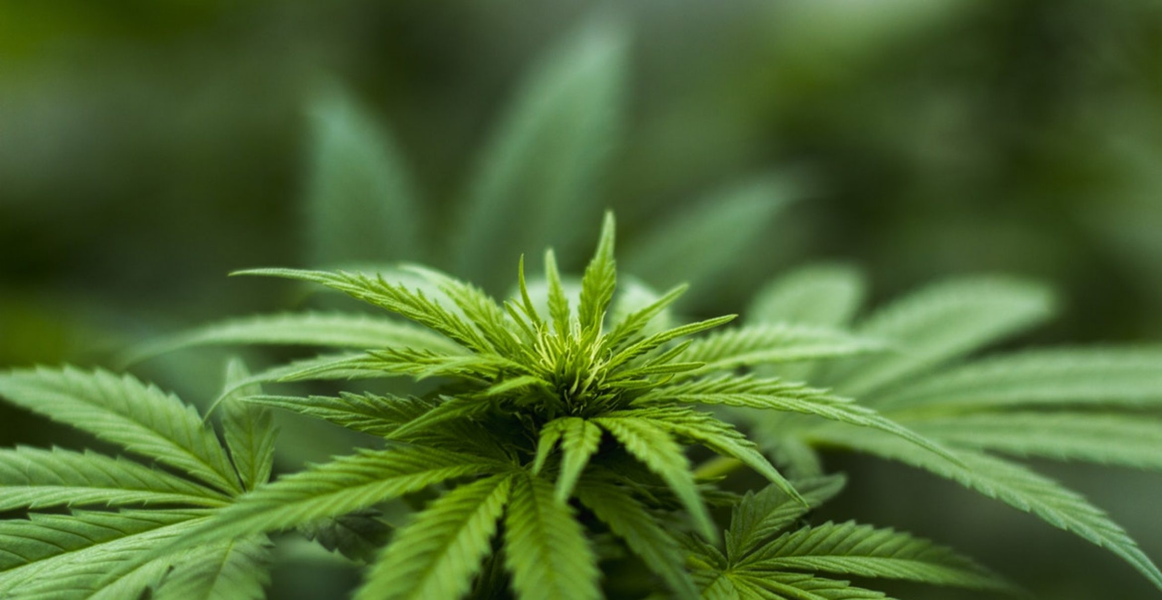 Masters of High: Diese US-Universität bietet einen Studiengang in Cannabis-Anbau an