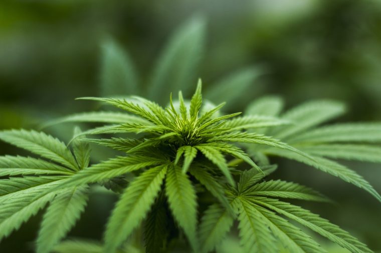 Masters of High: Diese US-Universität bietet einen Studiengang in Cannabis-Anbau an