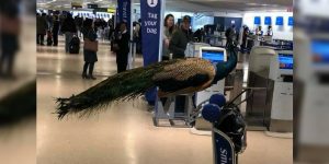 Pfau
