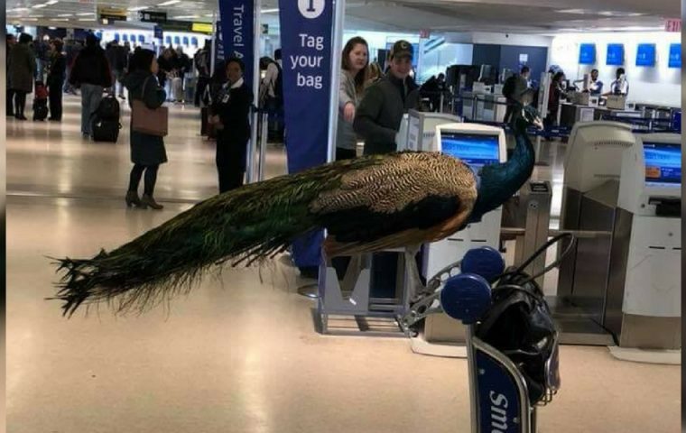 Flugpassagierin möchte ihren Pfau mit an Board nehmen