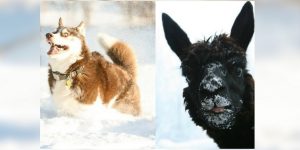 Tiere
