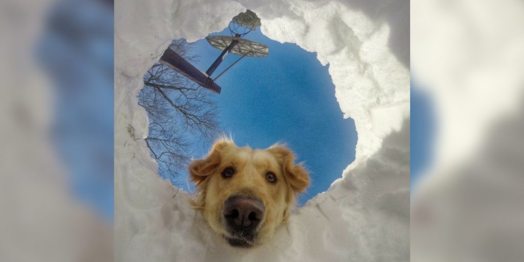 Einfach so: Tiere im Schnee als Abgesang auf den Winter