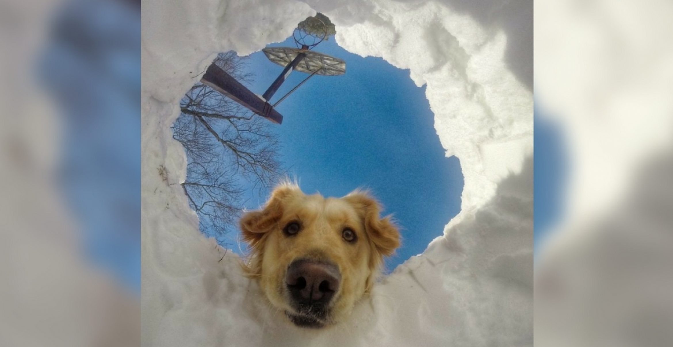 Einfach so: Tiere im Schnee als Abgesang auf den Winter