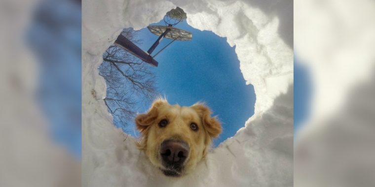 Einfach so: Tiere im Schnee als Abgesang auf den Winter