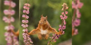 Comedy Wildlife Photography Awards
