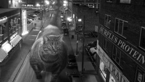 buff-cat