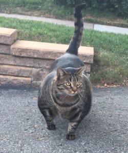 buff-cat