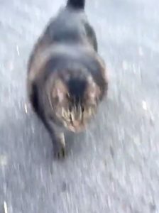 buff-cat
