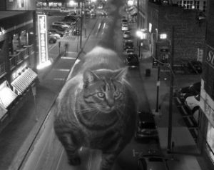 buff-cat