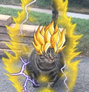 buff-cat