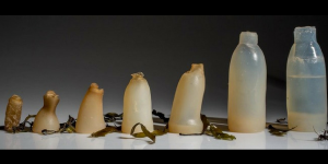 Verrotten Flasche