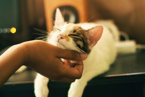 Katzensitter