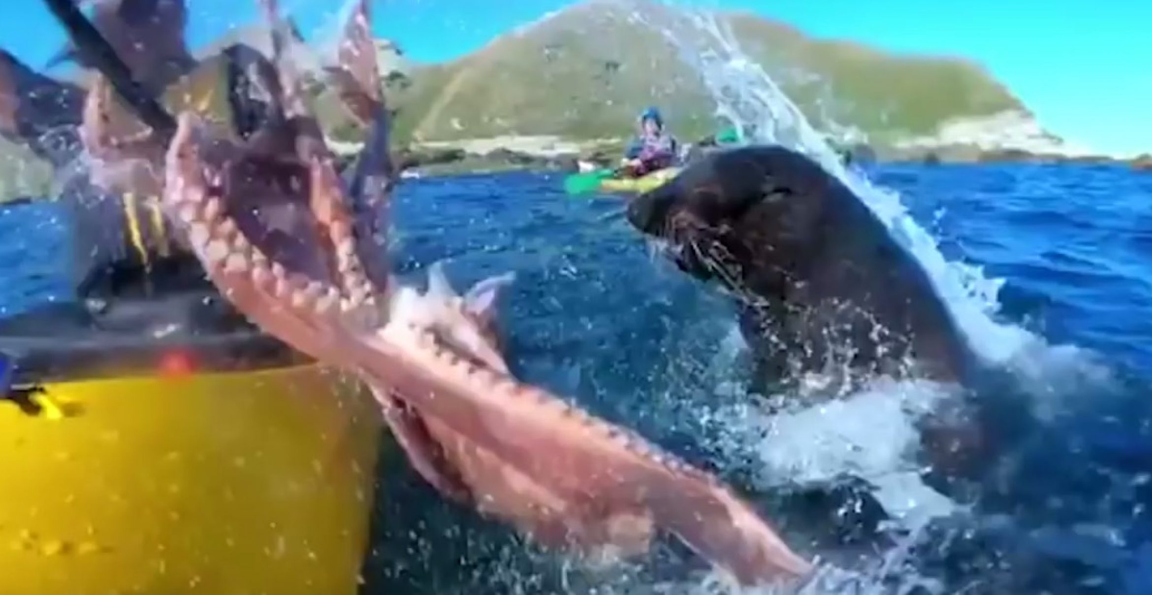 Nature fights back: Robbe gibt Kajakfahrer Ohrfeige mit einem Oktopus