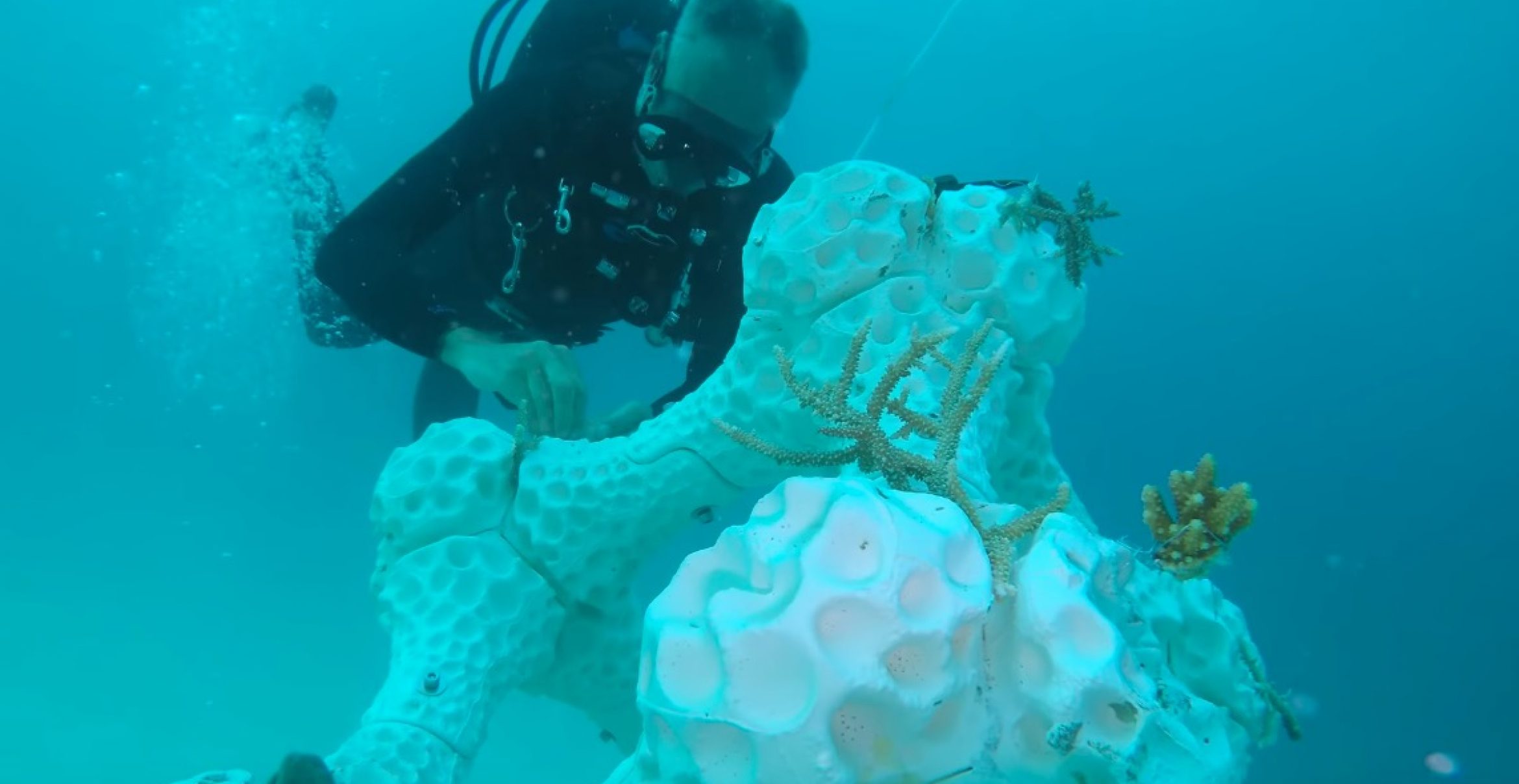 Diese Korallen sind aus Keramik und kommen aus dem 3D-Drucker