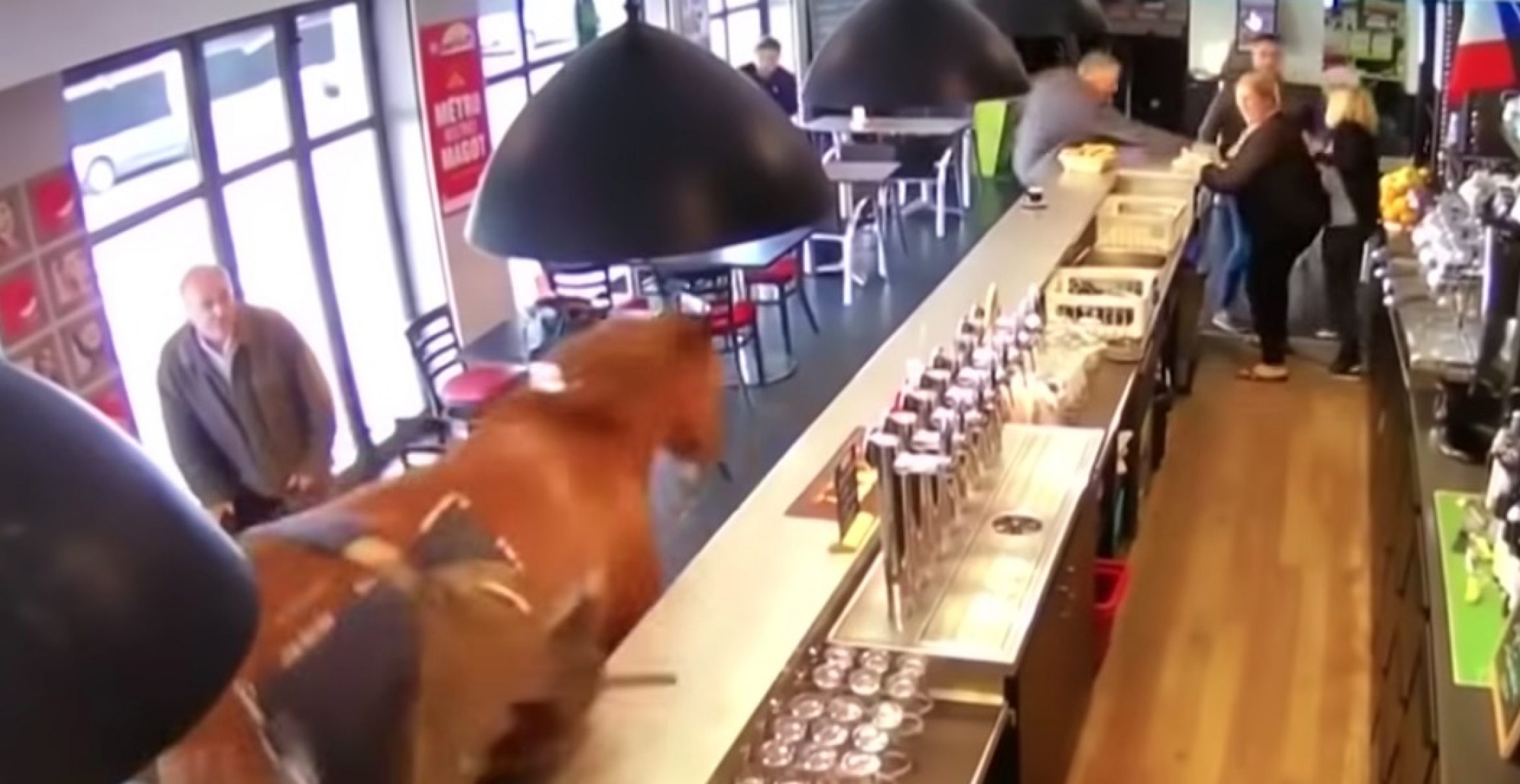 Video des Tages: Kommt ein Pferd in eine Bar…