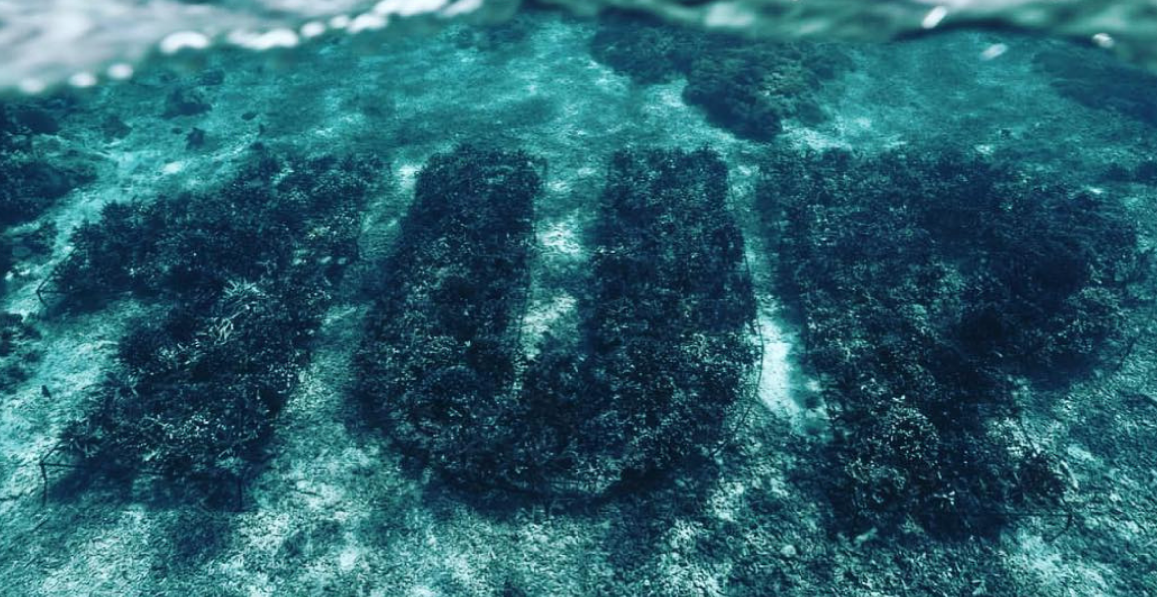 “1Up“ macht mit Unterwasser-“Graffiti“ auf das Korallensterben aufmerksam