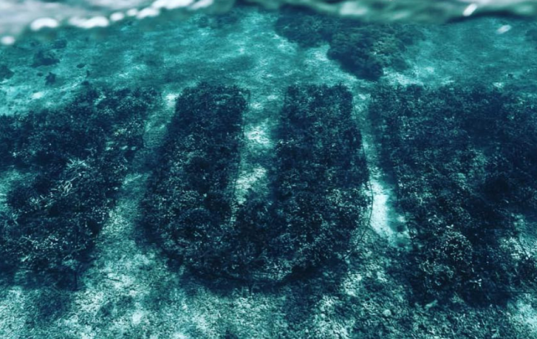 “1Up“ macht mit Unterwasser-“Graffiti“ auf das Korallensterben aufmerksam