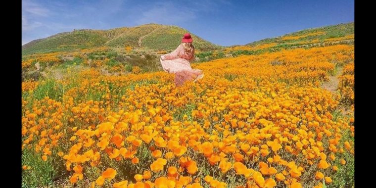 Insta-Zombies zerstören kalifornische Flora und Fauna