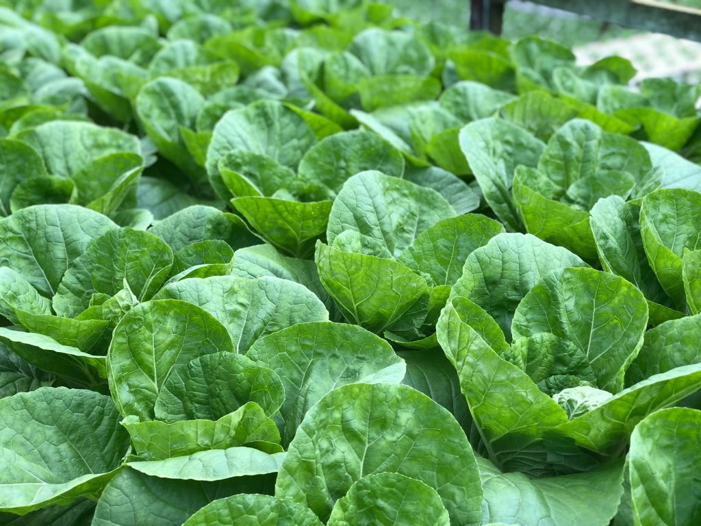 Ikea versucht sich im Farmer-Business und baut eigenen Salat an