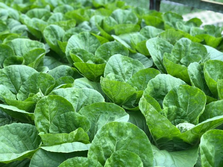 Ikea versucht sich im Farmer-Business und baut eigenen Salat an