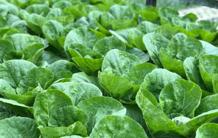 Ikea versucht sich im Farmer-Business und baut eigenen Salat an