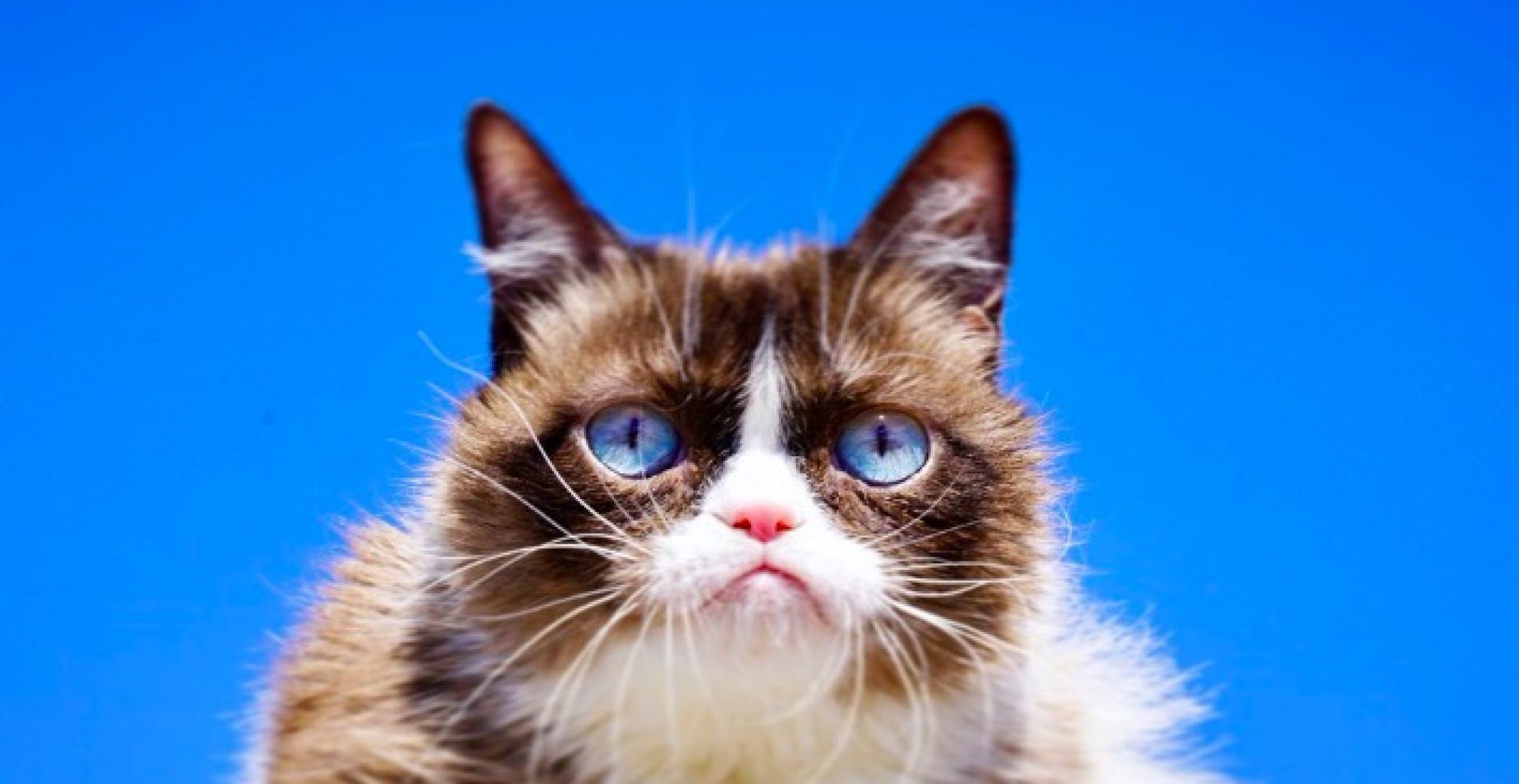 RIP, Grumpy Cat. Ein Nachruf der besonderen Art