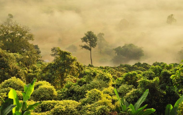 Wie eine Kakaobohne dabei hilft, den Regenwald aufzuforsten